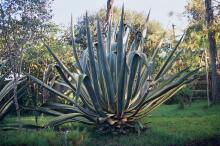 Agaven im Eingangsbereich